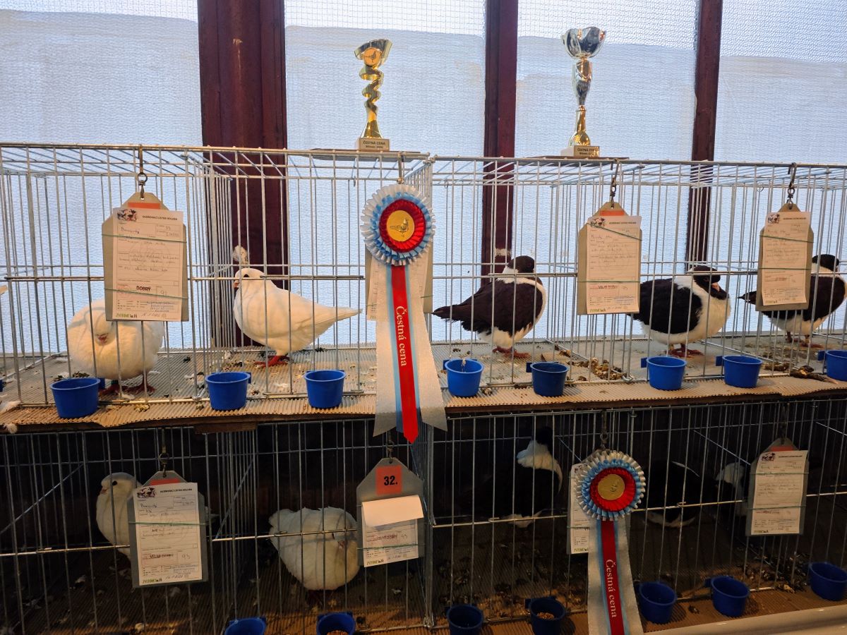 Výstava chovatelů Bílovec 2026 s oceněnými zvířaty